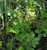 Water Pimpernel