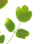 Detail of Skunk Meadow-rue