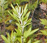 Cuman or Western Ragweed