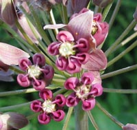 Blunt-leaved or Sand Milkweed