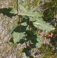 Blunt-leaved or Sand Milkweed