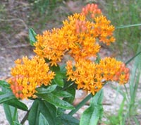 Butterfly Weed