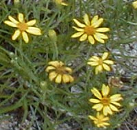 Sickle-leaved Golden Aster