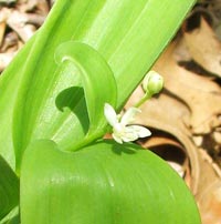 Starry False Solomon’s Seal