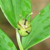 Starry False Solomon’s Seal fruit