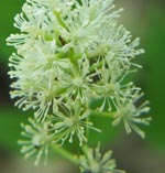 White Baneberry flowers