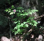 White Baneberry plant