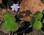 Hepatica