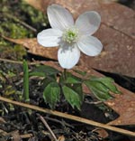 Wood Anemone
