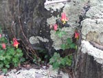Wild Columbine