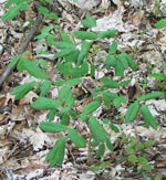 Blue Cohosh plant