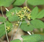 Blue Cohosh in bloom