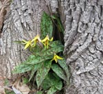Trout Lily Plant