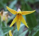 Trout Lily blossom