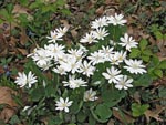 Bloodroot plants