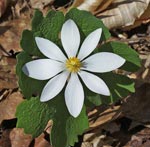 Bloodroot blossom