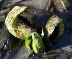 Skunk Cabbage