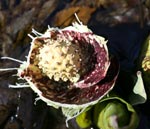 Skunk Cabbage Blossom exposed