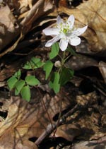 Rue Anemone
