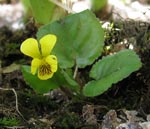 Yellow Round-leaved Violet