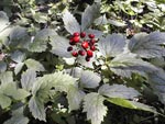 Red Baneberry