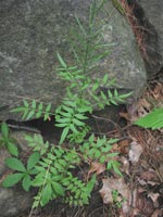 Narrow-leaved Bittercress