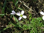 Cuckoo Flower