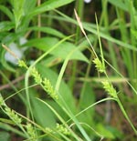 Rigid Sedge