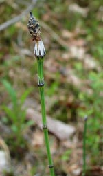 Variegated Horsetail