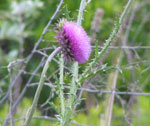 Scotch Cotton-thistle