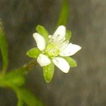 Japanese Pearlwort