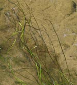 Threadleaf Arrowhead