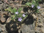 Prostrate Vervain