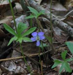 Early Blue Violet
