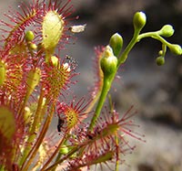 Drosera intermedia with flower stalk