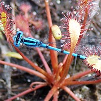 Dragonfly captured by Spatulate-leaved Sundew 