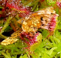 Drosera rotundifolia plant with captured moth