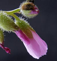 Drosera filiformis flower stalk