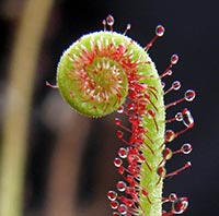 Drosera filiformis leaf