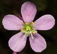 Drosera filiformis --close-up of flower