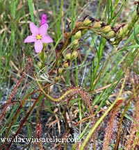 Drosera filiformis plant with seeds