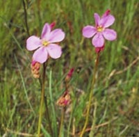 Drosera filiformis in group