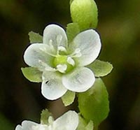 Drosera rotundifolia flowers