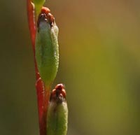 Drosera rotundifolia buds and seeds