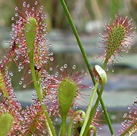Drosera intermedia plant