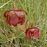Pitcher Plant in marsh