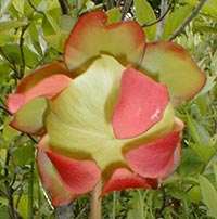 Pitcher Plant bud opening