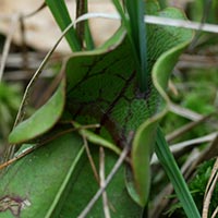 Close-up of pitcher
