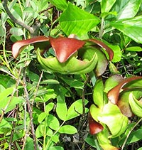 Pitcher Plant with blossoms