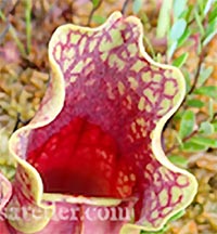 Reddish Pitchers